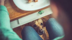 alimentos saudaveis para cachorro