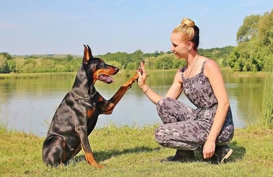 curso de adestramento de cães