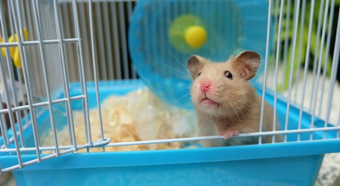 comportamento dos hamsters