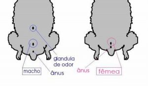 corpo do hamster