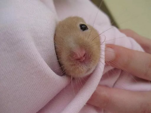 doenças hamster sírio
