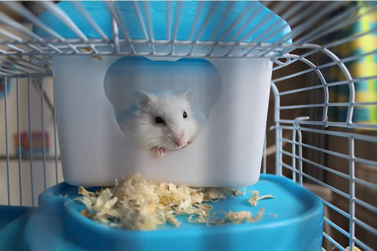 gaiola para hamster sirio