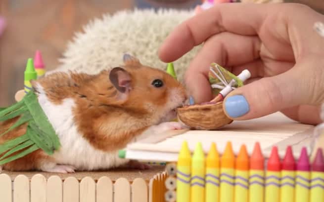 vale a pena levar hamster em férias