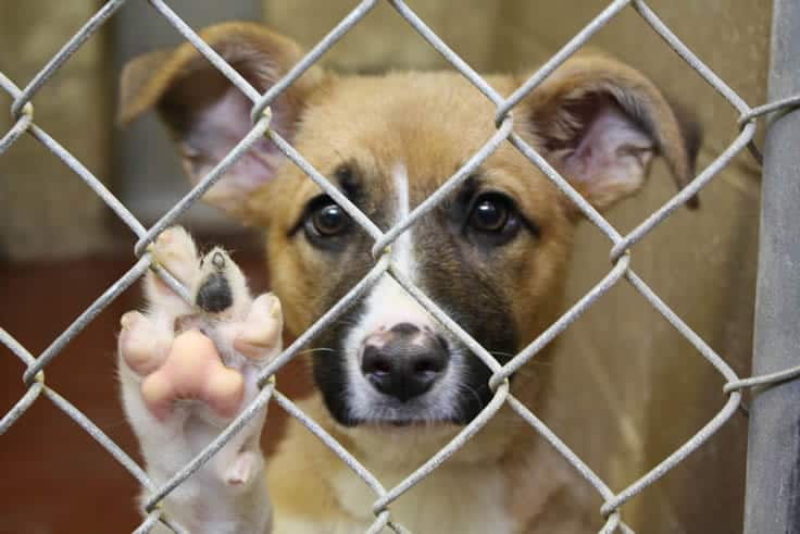 cachorro para adoção