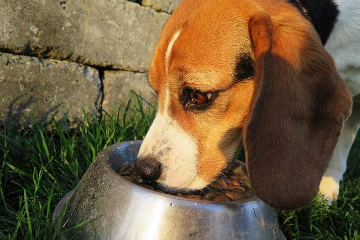 qual a melhor ração para cachorro