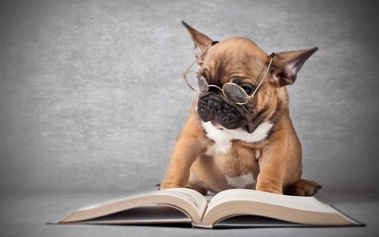 melhores livros para adestramento de cães