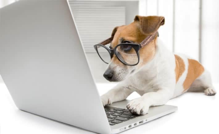 melhor pet shop online