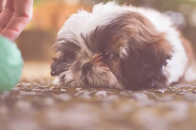 melhor ração para shih tzu