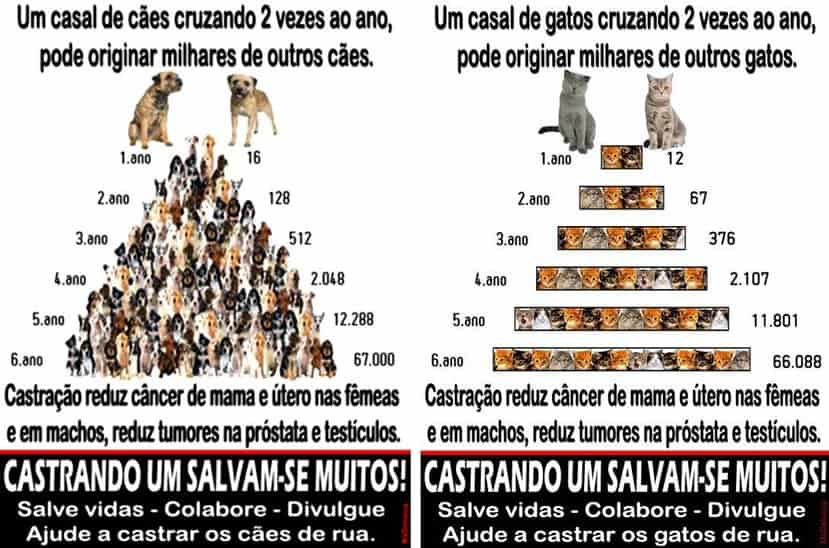 quanto um animal pode gerar de filhotes