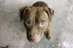 melhor ração para pitbull
