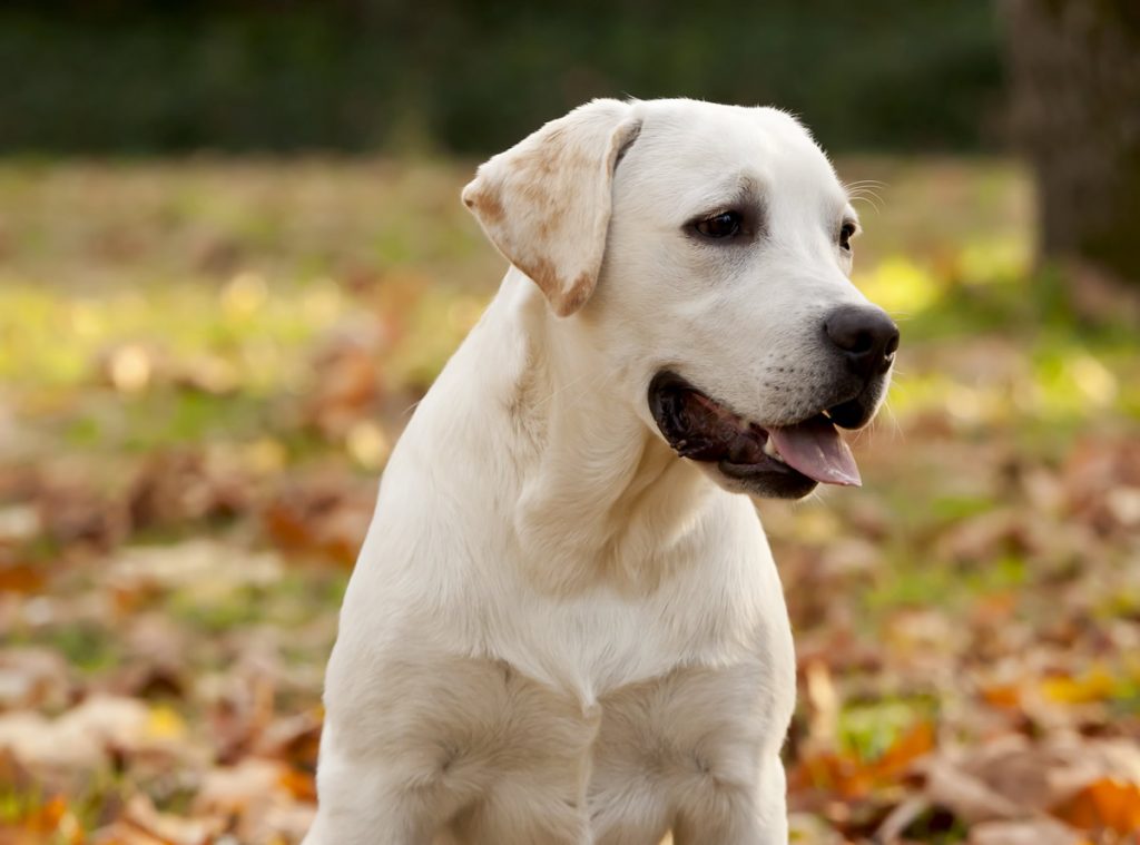 labrador retriever