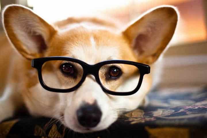 nomes de cachorras