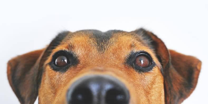 como escolher um bom petisco para treinar cães