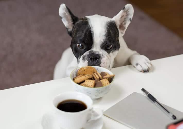 qual o melhor petisco para adestramento de cães