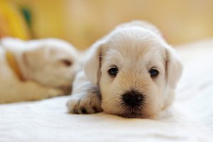 melhores rações para cães filhotes