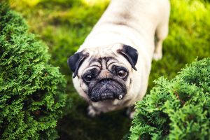 melhor ração para pug