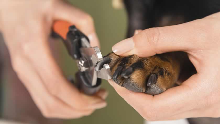 melhores cortadores de unha para cães