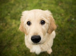 melhor ração para golden retriever
