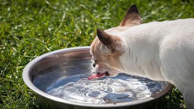 melhor bebedouro para cães