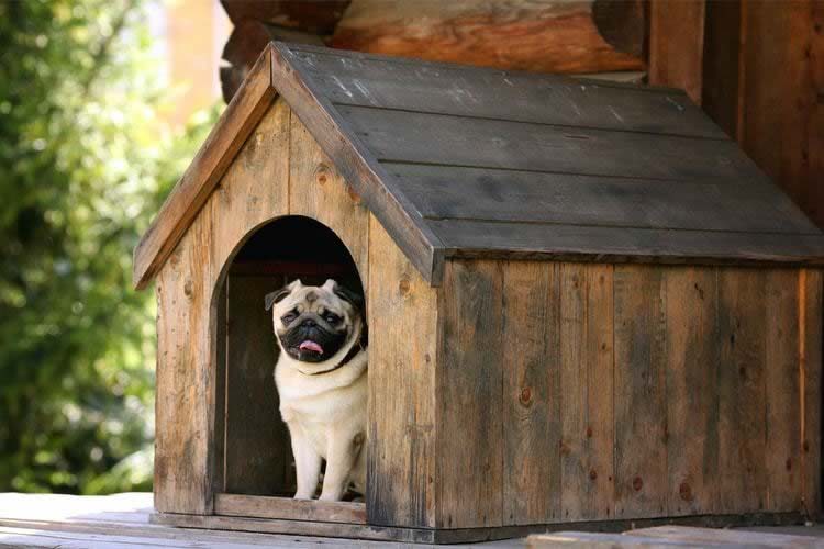 melhor casinha de cachorro