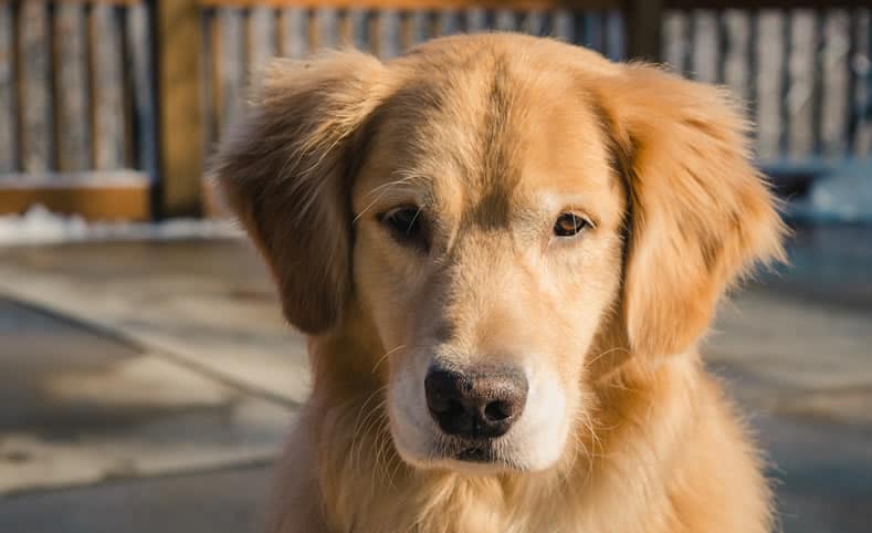 golden retriever