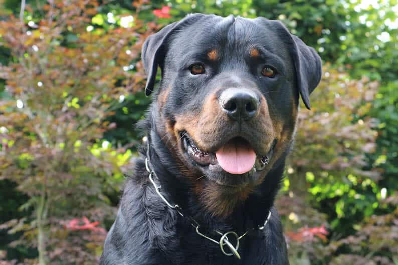 rottweiler