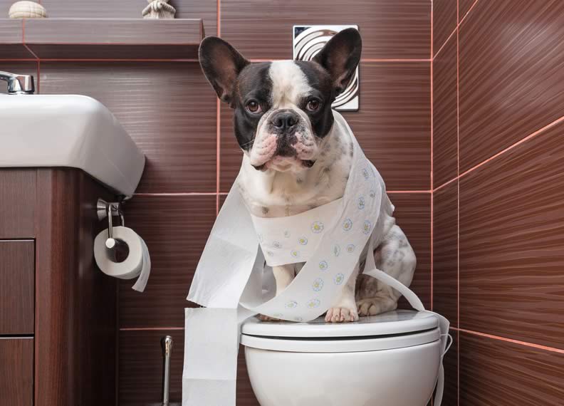 melhor tapete higiênico para cachorro