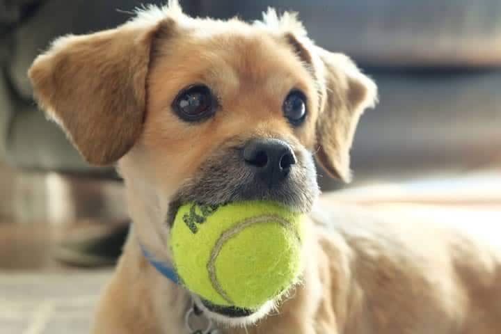 melhores brinquedos para cachorros
