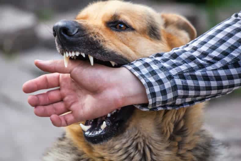 o que fazer quando com mordida de cachorro
