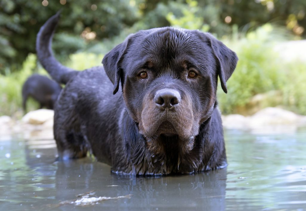 Rottweiler