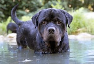 melhor ração para rottweiler