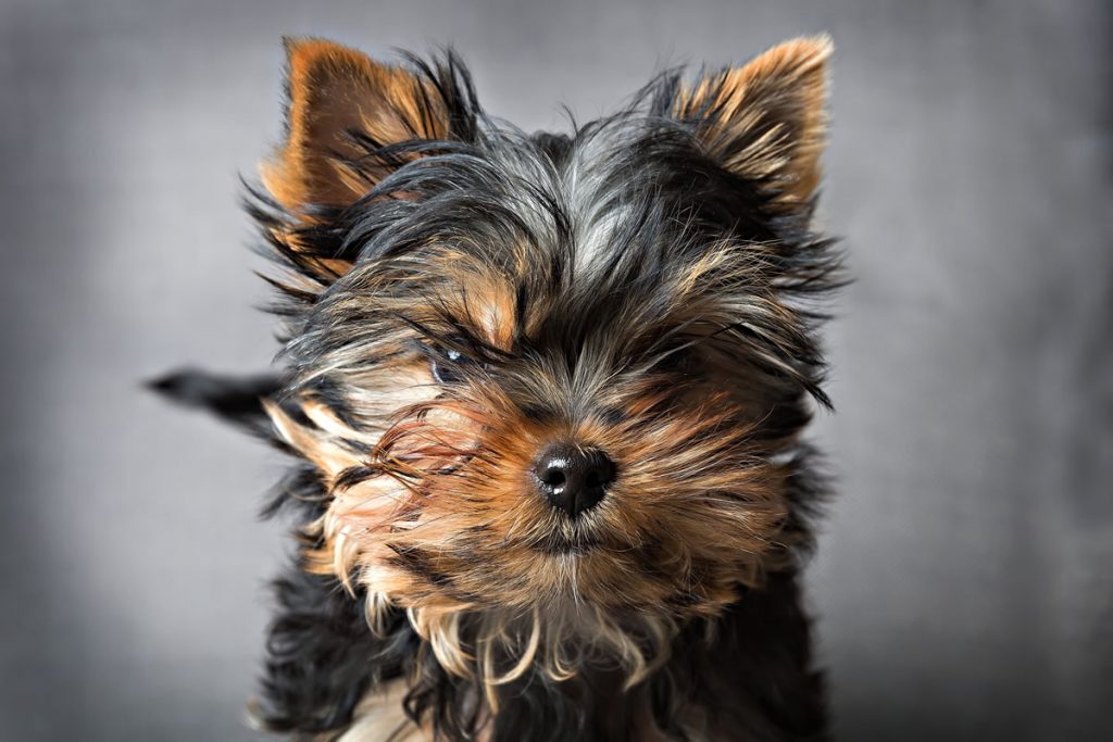 yorkshire terrier
