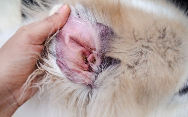 malassezia em cães