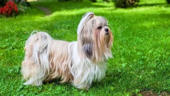 tipos de tosa para shih tzu