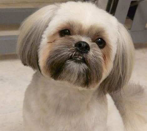 tosa bebê para shih tzu