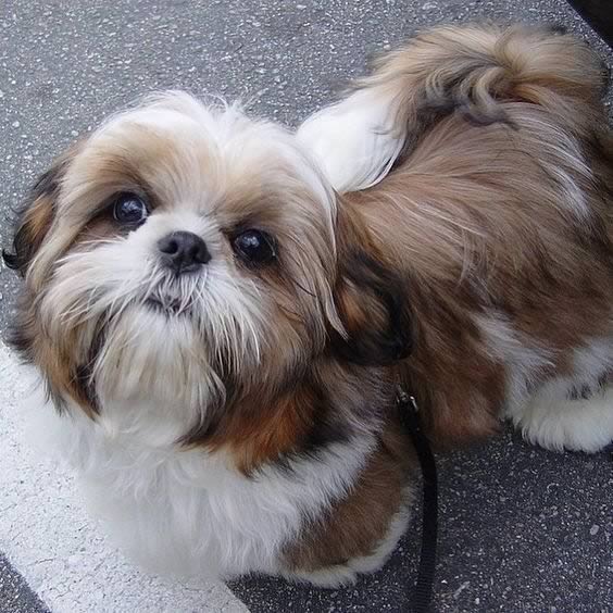 tosa higienica nos shih tzu