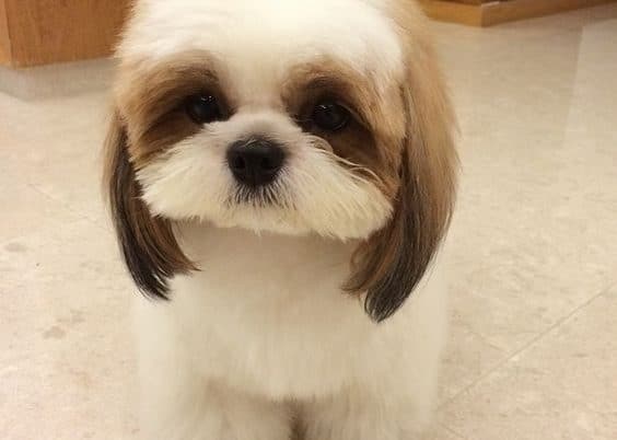 tosa japonesa para shih tzu