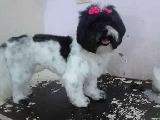tosa leão para shih tzu