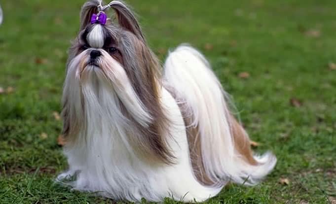 tosa shih tzu pelo longo