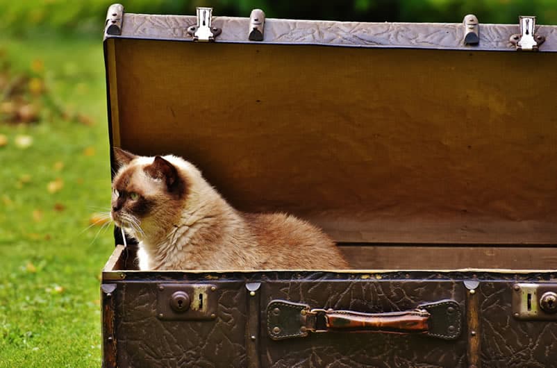 viagem com gatos