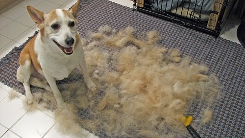 cão que usou a furminator