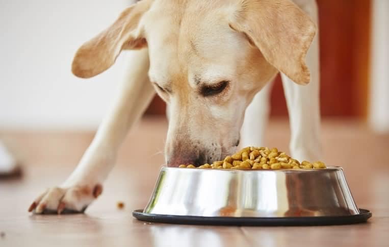 melhor comedouro para cães