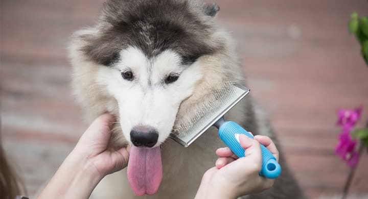melhor escova para cachorro