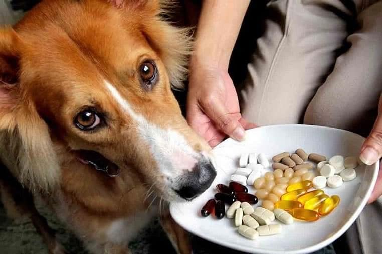pode dar dipirona para cachorro