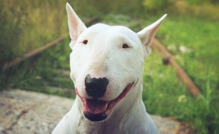 bull terrier