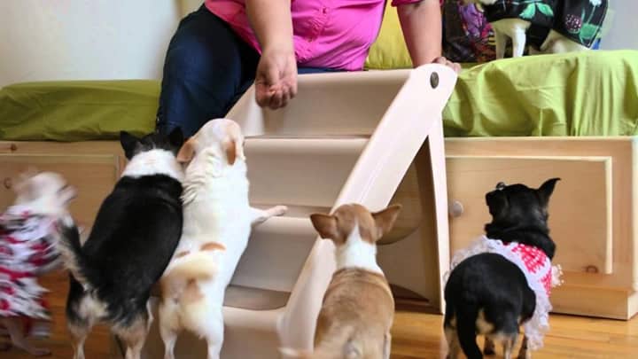melhor escada para cachorro