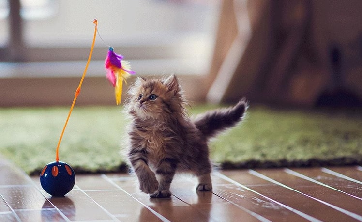 melhores brinquedos para gatos