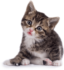 onde comprar areia para gato mais barata