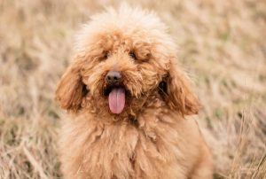 melhor ração para Poodle