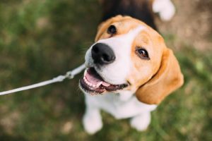 melhor ração para beagle